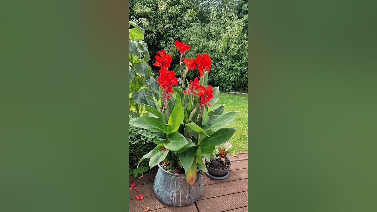 Deadhead your Cannas for continuous blooming YouTube