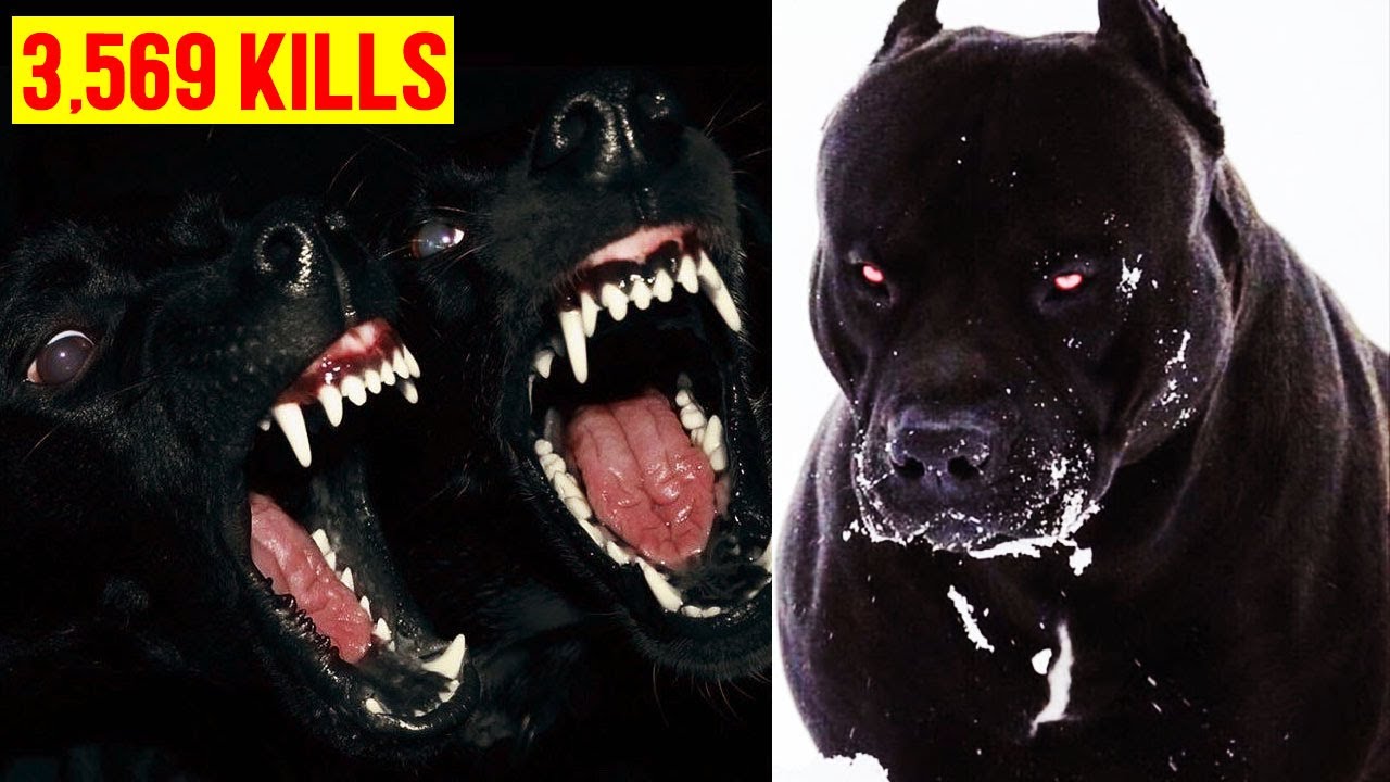 10 Most Deadly Banned Dog Breeds In The World YouTube