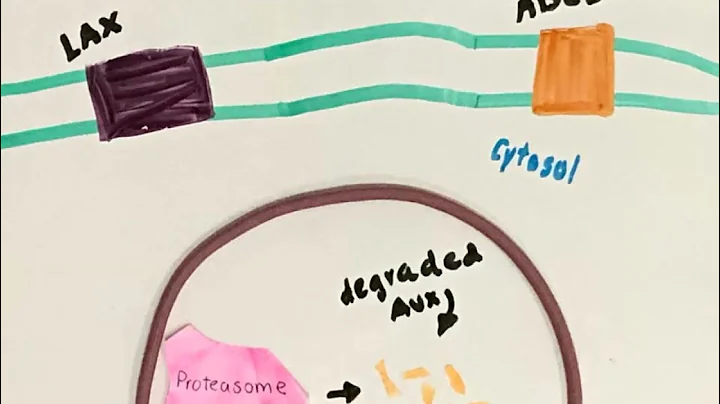 Auxin Signaling Transduction Pathway