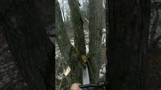 FELLING CLUMP MAPLES