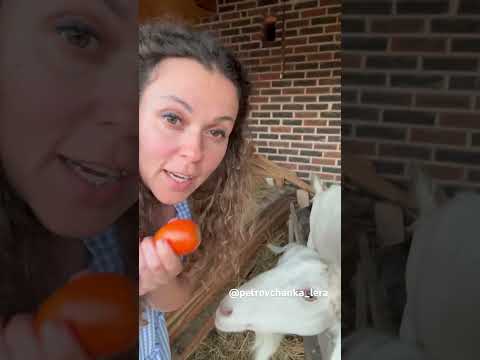 #коза #буднифермера #хозяйство #выгодноехозяйство #жизньзагородом