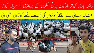 Wagha Border Pigeons Market || ?? || Latest Update Pigeons Price 2021|| @Lahore Pigeons official