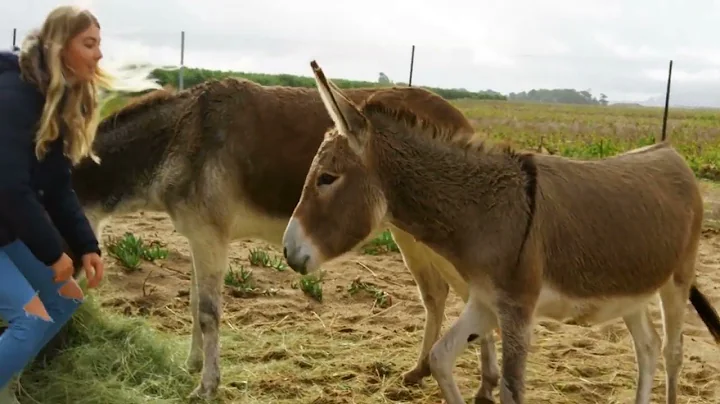Watch this Donkey Outsmart its Owner with Surprising Intelligence!