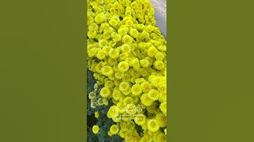 (إن الذين آمنوا وعملوا الصالحات إنا لا نضيع أجر من أحسن عملا)سورة الكهف