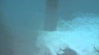 Underwater Fish Shoal - Velaru Maldives