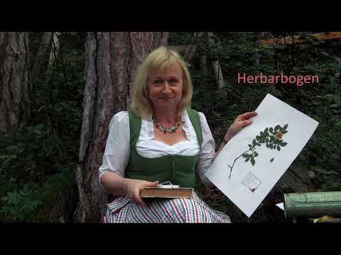 Video: Kindern Helfen, Ein Herbarium Zu Sammeln