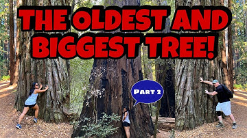 Hiking In Humboldt Redwoods State Park Northern California Part 2 - Bull Creek Trail North