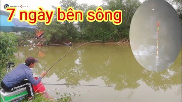Câu đài tự nhiên.hành trình 7ngày săn hugo sông cửa tiền.câu cá chép .cận cảnh phao (ngày 3)