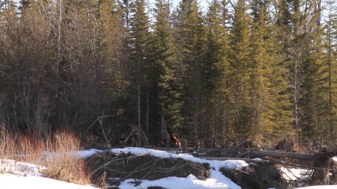Bigfoot sighting in Alberta Canada