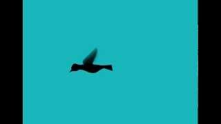Bird Flocking Lab