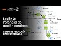 Potencial de acción del tejido miocárdico