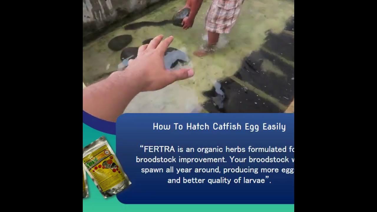 [Part III] How to Hatch Catfish Egg Easily YouTube