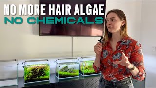 Hair Algae Gone Only With Lighting
