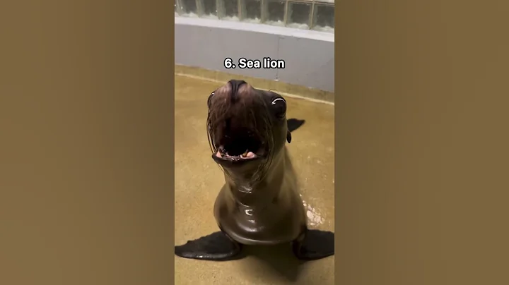 11 weird animal sounds thumbnail