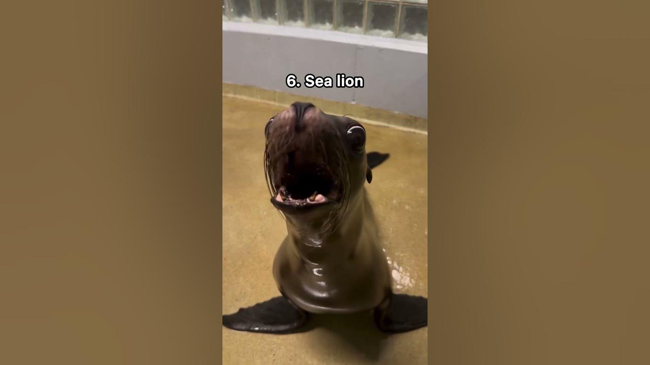 11 weird animal sounds