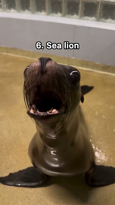 11 weird animal sounds