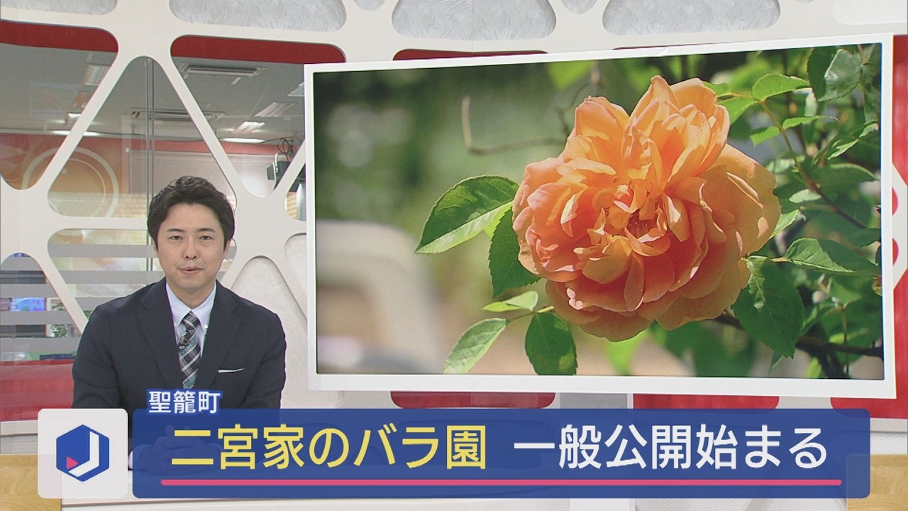 The Ninomiya Family's Rose Garden is soon to be in full bloom