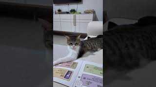 Leblebim Mama Seçiyor