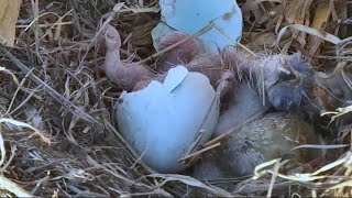 Decorah Eagles~DH2 hatched without without being covered by Mom~