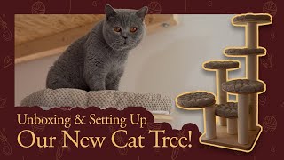 New Rufi Cat Tree for our British Shorthairs: Unboxing & Setting Up