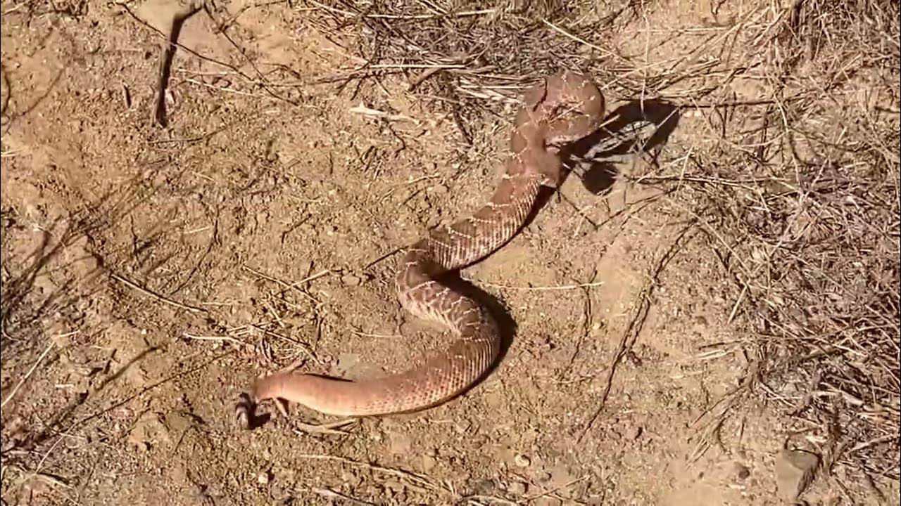 Red Diamond Rattlesnake Hissing and Rattling YouTube