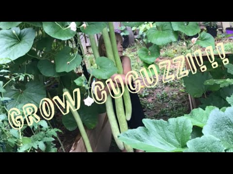 Crazy for CUCUZZI! Aka Cucuzza!This DELICIOUS Italian gourd grew from mini to MASSIVE in 19 DAYS!!!