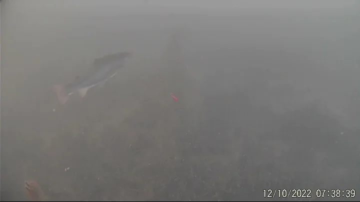 Multiple Trout
