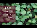 Plantes vivaces pour lombre  rou ppinires