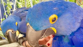 This is why Hyacinth Macaws are called the gentle giants of birds!