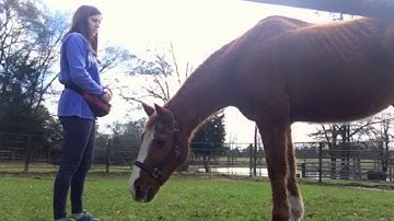 The First Lessons to Clicker Train Your Horse