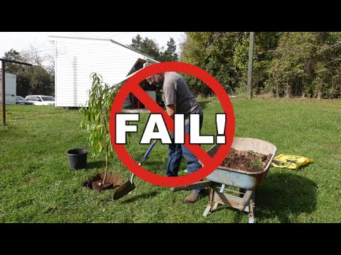 Planting Fruit Trees - YouTube