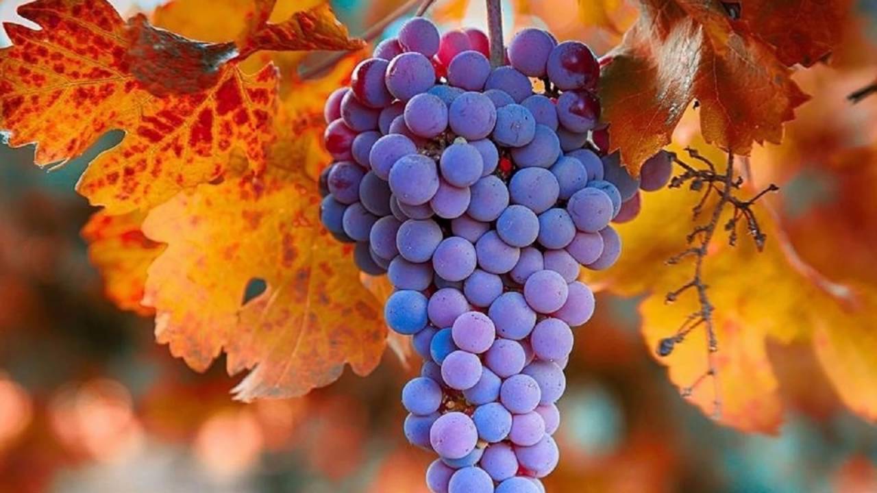 Картинки осень виноград. Осенний виноград. Осенние виноградники. Виноград осенью. Виноградник осень.
