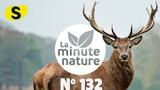 QUAND LES CERFS PERDENT LEURS BOIS (No 132)