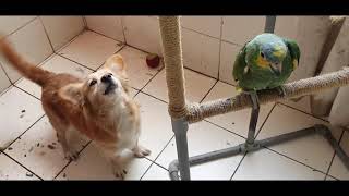 LORO VS PERRO - ACTITUD