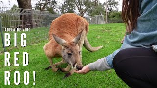 We finally saw Kangaroos and Koalas at Cleland Wildlife Park, Australia! | Vlog |