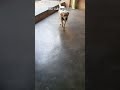 iski vafadari #trendingsong #trendingshorts #youtubeshortsvideo #followformore #waitforend #doglove#