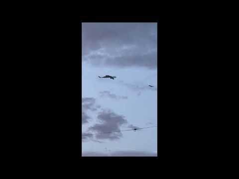 small bird, large anger