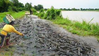 OMG! Really Catching &amp; Catfish on The Road Flooded 2023 - Technique Fishing by Best Hands
