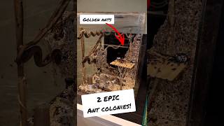 Camponotus Maculatus Vs. Polyrhachis Dives