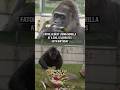 Fatou, oldest living Gorilla at a zoo, celebrates 69th birthday