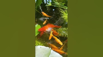 CHO CÁ ĂN TRÙN HUYẾT