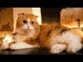 【不思議猫】謎の生命体ティッティの様子【スコティッシュフォールド】