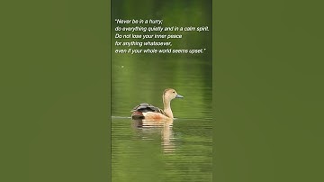 Lesser Whistling Duck Swimming | Birds of Kerala | Wildlife Shots #33 | #shorts