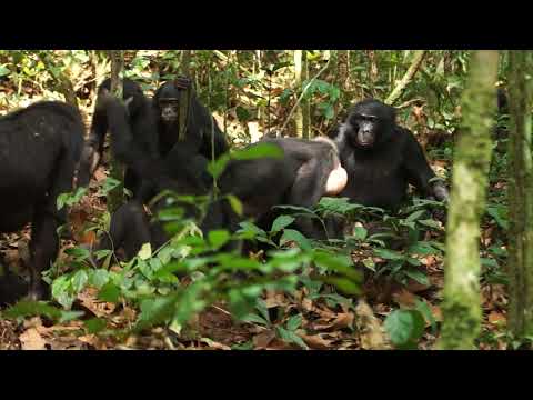 Male Bonobos Track Females’ Reproductive Cycle To Maximize Mating Success