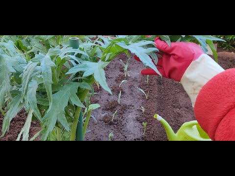 فيديو: زراعة الخرشوف في الحديقة