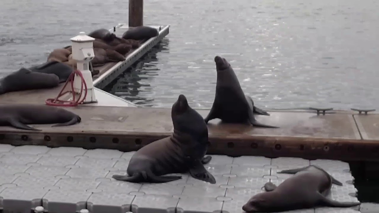 Oceanside Harbor  Seals