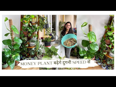 ✨?? MONEY PLANT के पौधों की कैसे करे देखभाल ॥ जानिए कैसे त्यार करे मिट्टी और खाद