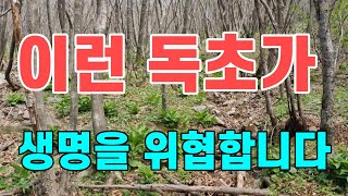 이런 독초가 생명을 위협합니다
