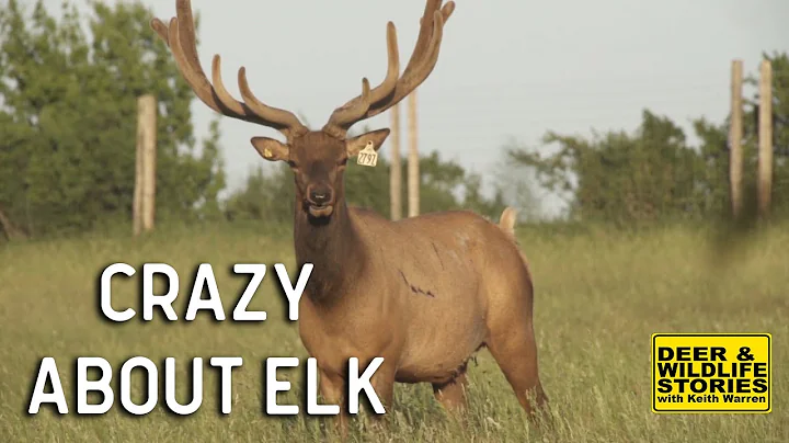 Elk Farming "Crazy About Elk"  | Deer & Wildlife S...