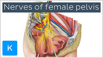 Nerves of female pelvis (preview) - Human Anatomy | Kenhub
